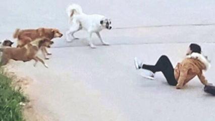 Başıboş sokak k&ouml;pekleri i&ccedil;in '&ccedil;&ouml;z&uuml;m' &ccedil;ağrısı: 'Topluca itlaf edilmeliler'