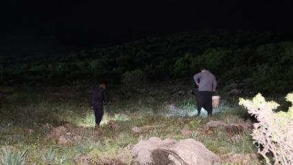 Gece yarısı fenerini alan dağa koşuyor! Toplaması izne tabi, kilogramı 35 lira...