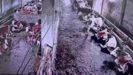 İnsanların hissetmediği depremi inekler &ouml;nceden fark etti