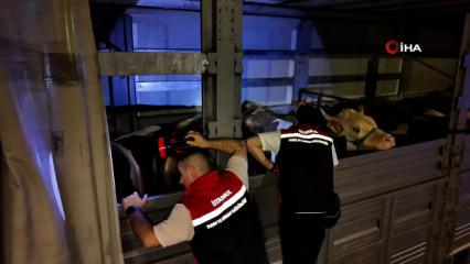 Kurbanlıklar İstanbul'a giriş yaptı: 81 ilden 60 bin kurbanlık getirildi