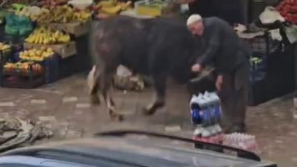 Sahibinin elinden ka&ccedil;an manda Iğdır'ı karıştırdı!