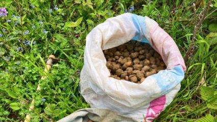 Topladığı 40 kilo salep yumrusunun sevinci kursağında kaldı 