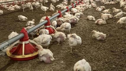 Yıllık 50 milyon yumurta &uuml;reten firma iflas etti!