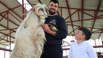 Elazığ'da dev ke&ccedil;iyi g&ouml;ren d&ouml;n&uuml;p bir daha bakıyor: 140 kilogram 