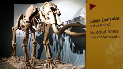500 bin yıllık mamut fosiline de ev sahipliği yapan Erzurum M&uuml;zesi&rsquo;ne yoğun ilgi