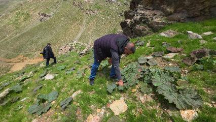 Dağ bayır toplamak i&ccedil;in y&uuml;r&uuml;yorlar: Kilogramı 750 TL'den 200 TL'ye d&uuml;şt&uuml; 