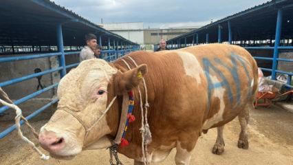 Kurban pazarının şampiyonu: 650 kilogram kemiksiz et vermesi bekleniyor! İşte fiyatı 