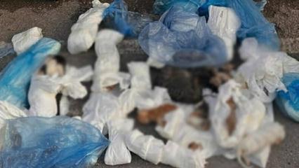 İzmir'de 33 kedinin &ouml;l&uuml; bulunması ile ilgili g&ouml;zaltına alınan veteriner adliyede