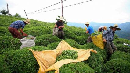  Karadeniz B&ouml;lgesi'nde g&uuml;nl&uuml;k &ccedil;ay yevmiyesi belli oldu 
