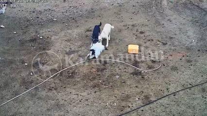 Karaman'da başıboş k&ouml;pekler ke&ccedil;ileri yedi!