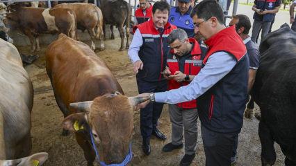 Kurban Bayramı &ouml;ncesi 4 milyonu aşkın hayvan denetlendi