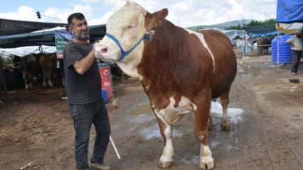Kurban pazarının en b&uuml;y&uuml;ğ&uuml; 'Haso Ağa', 480 bin TL'den satıldı