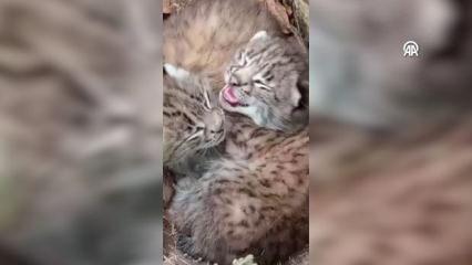 Tokat'ta nesli tehlike altındaki vaşak yavruları kameraya yansıdı