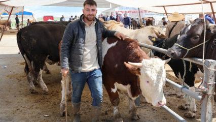 830 kiloluk kurbanlık tosun! Otomobil fiyatına satıldı