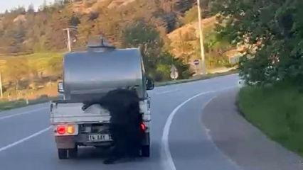 Akılalmaz hadise! Kurbanlığı ara&ccedil;tan sarkıtıp kilometrelerce s&uuml;r&uuml;kledi