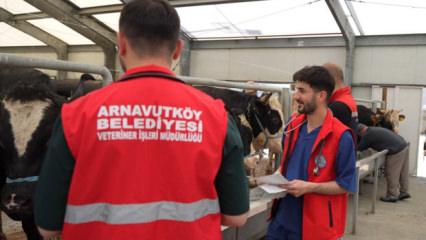 Arnavutk&ouml;y Belediyesi, Kurban Bayramı'na hazır 