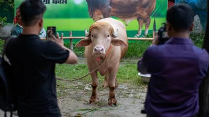 Bangladeş'te Donald Trump'a benzeyen manda kesimden kurtuldu