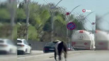 Dana ka&ccedil;tı, vatandaş kovaladı: Kurbanlık, Ankara trafiğini birbirine kattı