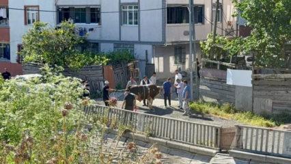 İstanbul'da ekipler işbaşında! Sokakta kurban kesimine ceza yağıyor