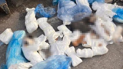 İzmir'de 33 kediyi &ouml;ld&uuml;ren veteriner tutuklandı! Başsavcının itirazı dikkat &ccedil;ekti 