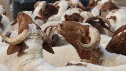 Kurban: Etten ve kandan &ouml;te bir ahit
