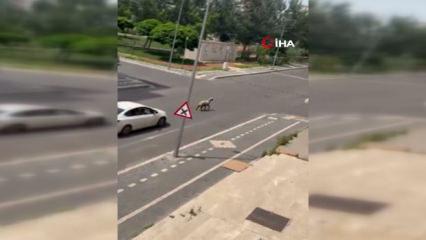 Kurbanlık koyun ka&ccedil;tı, trafiğin altını &uuml;st&uuml;ne getirdi...O anlar kamerada