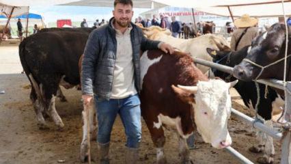 Otomobil fiyatına inek! 830 kiloluk hayvan alıcısını buldu
