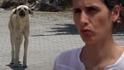 Sahipsiz k&ouml;peklerin saldırısına uğrayan anne duruma isyan etti!
