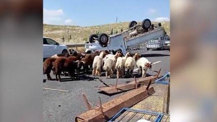Şanlıurfa'da kurbanlık y&uuml;kl&uuml; kamyonet devrildi: 1 &ouml;l&uuml;, 1 yaralı