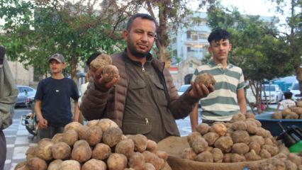 G&ouml;ren patates sanıyor! Kilogramı 2 bin TL'ye dayandı 