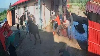 Sakinleştirici iğneye rağmen dehşet sa&ccedil;tı: Boğa, 5 kişiyi hastanelik etti