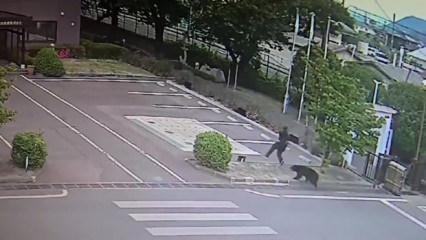 Japonya'da ayı saldırsı kamerada!