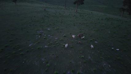 Kars'ta k&ouml;peklerin boz ayıyı kovaladığı anlar dron kamerasında