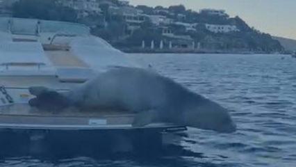 Bodrum'da Akdeniz foku s&uuml;rprizi: Motoryatta g&uuml;neşlendi
