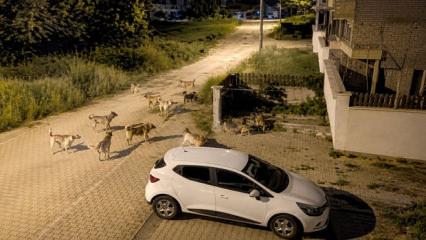 Bolu'da korkutan manzara! Sokakları istila etiler 