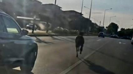 Bursa'da ana yola &ccedil;ıkan başıboş at trafiği birbirine kattı