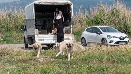 Hatay'da koruma altındaki kuş cennetine kamyonetle k&ouml;pek bıraktılar