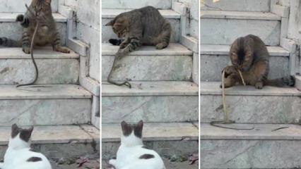 Kedinin yılanla oyun anları sosyal medyayı salladı