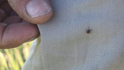 Tatilcilere kene uyarısı yaparken kendi &uuml;zerinde kene yakaladı