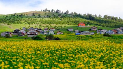 300 yıllık yaylaya ilkbahar ulaştı, kartpostallık g&ouml;r&uuml;nt&uuml;ler oluştu