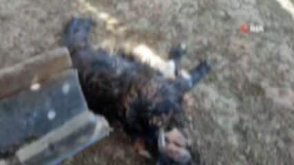 K&ouml;yl&uuml;n&uuml;n b&uuml;t&uuml;n emeği heba oldu! Başıboş k&ouml;pek ter&ouml;r&uuml; Siirt'ten...