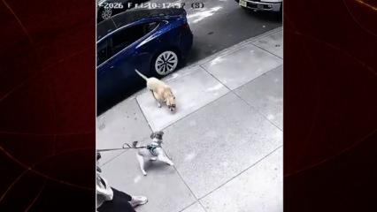 Park halindeki ara&ccedil;tan atlayan pitbull dehşet sa&ccedil;tı!