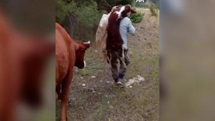 Amasya'da duygulandıran anlar: Yeni doğan buzağıyı sırtında k&ouml;ye taşıdı