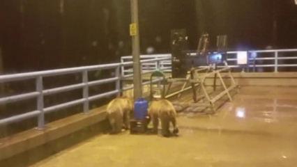 Barajda gece n&ouml;beti tutan g&uuml;venlik&ccedil;iye iki ayı yavrusu s&uuml;rprizi