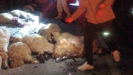 Van'da besiciyi perişan eden kaza: 17 koyun telef oldu