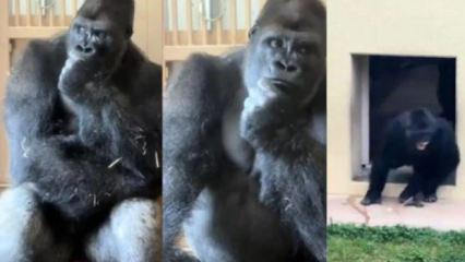 Eşiyle tartışan gorilin d&uuml;ş&uuml;nceli halleri dikkat &ccedil;ekti
