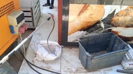 Gaziantep'te yerleşim yerinde yılan paniği