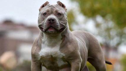 İngiltere'de yeni k&ouml;pek yasası: &Ccedil;ocuklarla yalnız bırakmak yasak