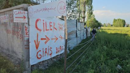 Tarladan halka &ccedil;ilek satışı: Aracıları aradan &ccedil;ıkardı vatandaş akın ediyor