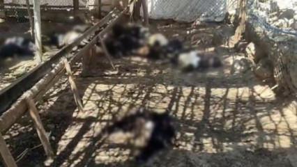 Siirt'te başıboş k&ouml;pek dehşeti! 26 ke&ccedil;i telef oldu: Besici t&uuml;m emeğini &ccedil;ukura g&ouml;md&uuml;